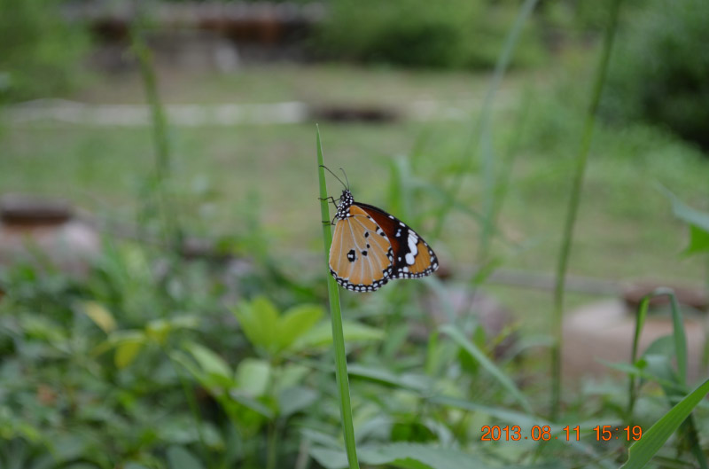 DSC_2381-1