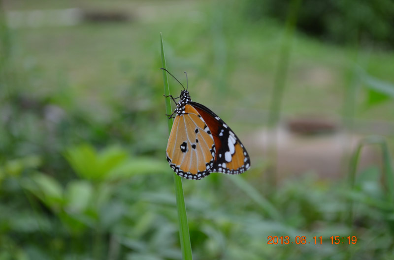 DSC_2382-1