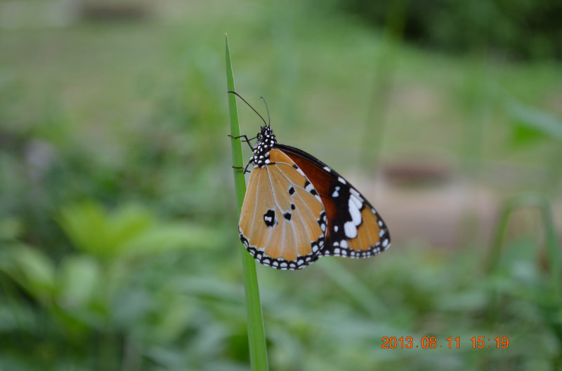 DSC_2383-1