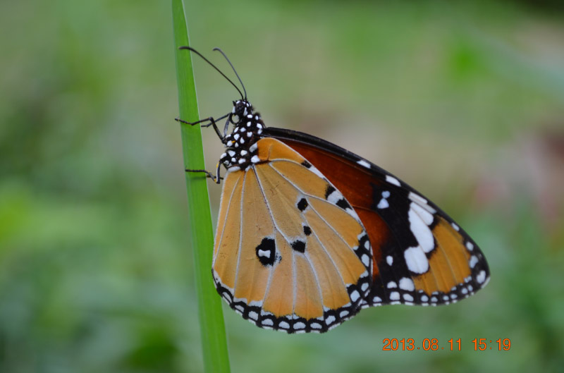 DSC_2389-1