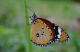 DSC_2389-1